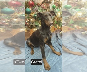 Doberman Pinscher Puppy for sale in POMEROY, OH, USA