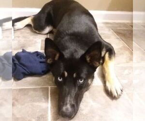 Alaskan Husky-German Shepherd Dog Mix Puppy for sale in KINGSTON, GA, USA