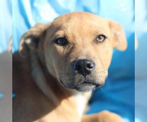 American Staffordshire Terrier-Unknown Mix Dogs for adoption in San Antonio, TX, USA