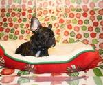 Small Photo #7 French Bulldog Puppy For Sale in FORT WORTH, TX, USA
