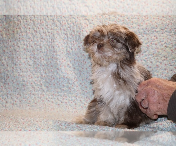 Medium Photo #6 Shih Tzu Puppy For Sale in DYERSBURG, TN, USA