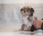 Small #5 Shih Tzu
