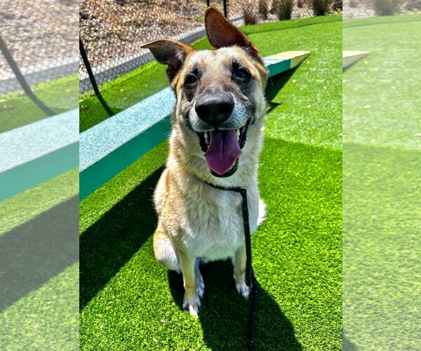 Medium Photo #3 German Shepherd Dog Puppy For Sale in Salinas, CA, USA