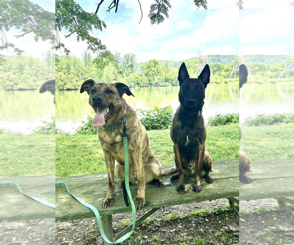 Medium Photo #9 Mutt Puppy For Sale in Sykesville, MD, USA