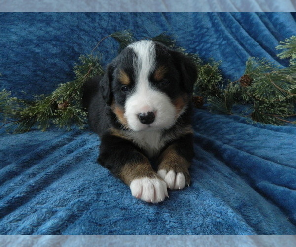 Medium Photo #1 Bernese Mountain Dog Puppy For Sale in CLARE, MI, USA