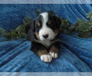Medium Bernese Mountain Dog