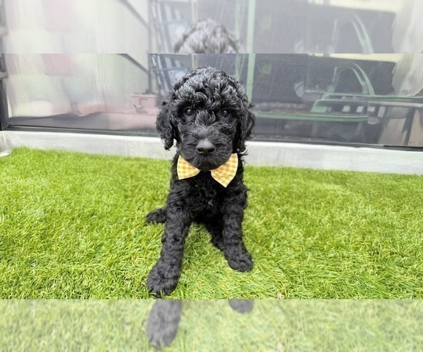 Medium Photo #9 Goldendoodle Puppy For Sale in GIBSONTON, FL, USA