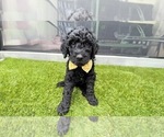 Small Photo #9 Goldendoodle Puppy For Sale in GIBSONTON, FL, USA