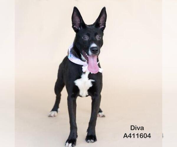 Medium Photo #3 American Pit Bull Terrier-Unknown Mix Puppy For Sale in Conroe, TX, USA