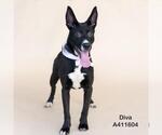 Small Photo #3 American Pit Bull Terrier-Unknown Mix Puppy For Sale in Conroe, TX, USA
