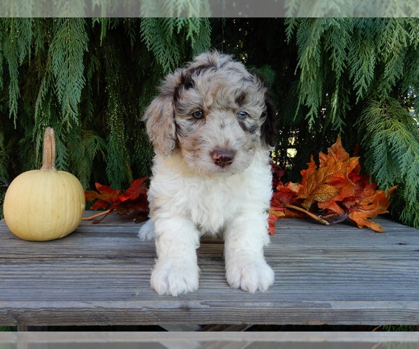 Medium Photo #6 Labradoodle Puppy For Sale in MILLERSBURG, OH, USA