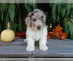 Small #5 Labradoodle