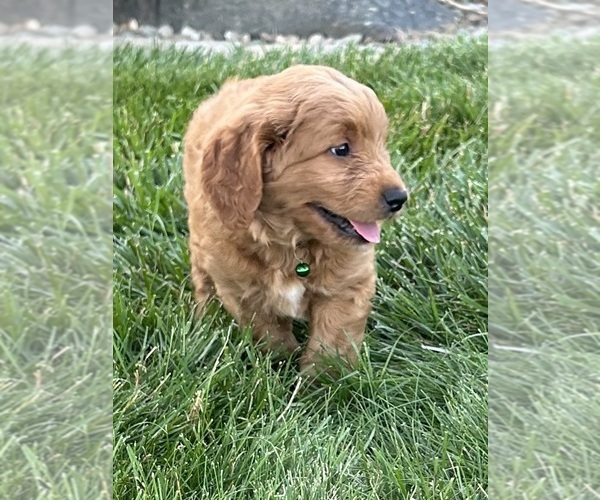Medium Photo #20 Goldendoodle (Miniature) Puppy For Sale in FREDERICKSBG, OH, USA