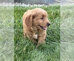 Small #19 Goldendoodle (Miniature)