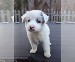 Bernedoodle-Miniature Australian Shepherd Mix Puppy for sale in MAGGIE VALLEY, NC, USA