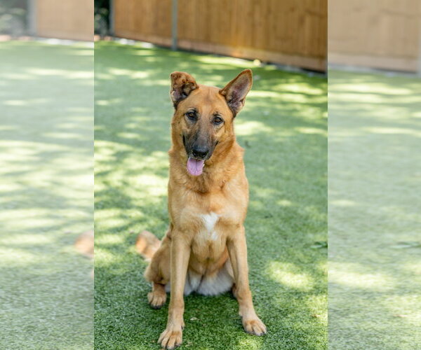 Medium Photo #3 German Shepherd Dog-Unknown Mix Puppy For Sale in Hilton Head, SC, USA
