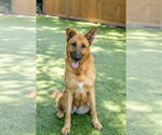 Small #2 German Shepherd Dog Mix