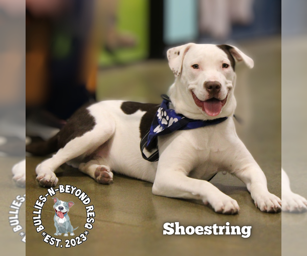 Medium Photo #3 Staffordshire Bull Terrier-Unknown Mix Puppy For Sale in Omaha, NE, USA