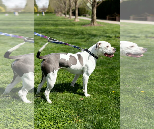 Medium Photo #4 American Pit Bull Terrier-Unknown Mix Puppy For Sale in Germantown, OH, USA