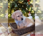 Small Photo #1 Labrador Retriever Puppy For Sale in MESA, AZ, USA