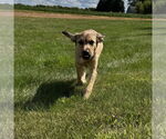 Small #1 Mutt