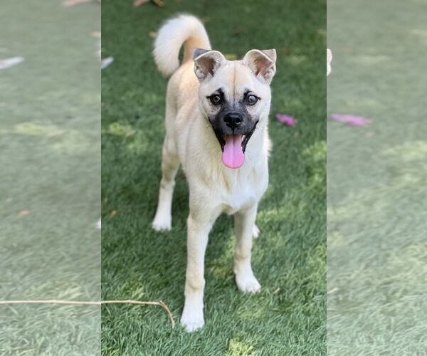 Medium Photo #5 Pug-Shiba Inu Mix Puppy For Sale in Dana Point, CA, USA