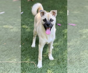 Pippa - Female Pug-Shiba Inu Mix Dog for Adoption - Photo #5