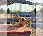 Small Photo #5 Chow Chow-Samoyed Mix Puppy For Sale in Chandler, AZ, USA