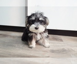 Small Photo #1 Morkie Puppy For Sale in LOS ANGELES, CA, USA