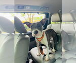 Small #16 American Pit Bull Terrier Mix