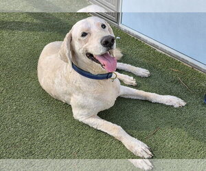 Toby - Male Golden Retriever-Unknown Mix Dog for Adoption - Photo #2