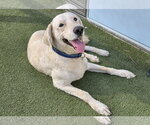 Small Photo #2 Golden Retriever-Unknown Mix Puppy For Sale in Glendale , AZ, USA