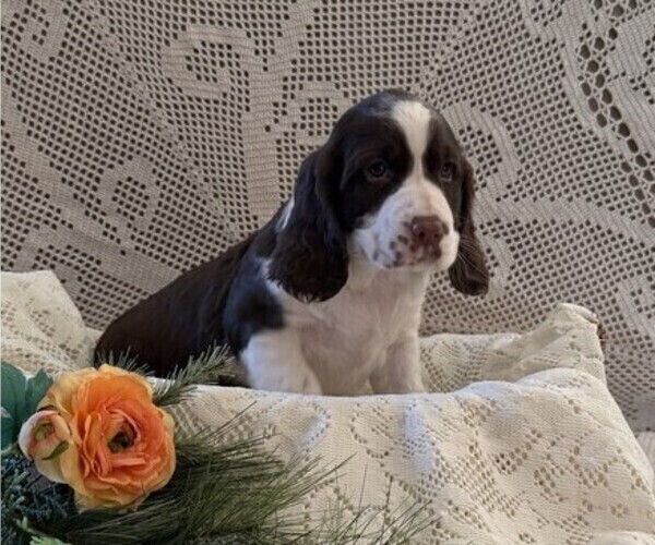 Medium Photo #2 English Springer Spaniel Puppy For Sale in OWEN, WI, USA