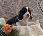 Small #1 English Springer Spaniel