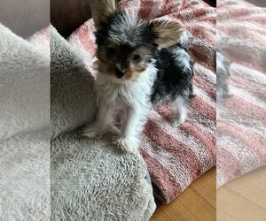 Yorkshire Terrier Puppy for sale in DOTHAN, AL, USA