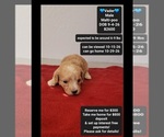 Image preview for Ad Listing. Nickname: Vader
