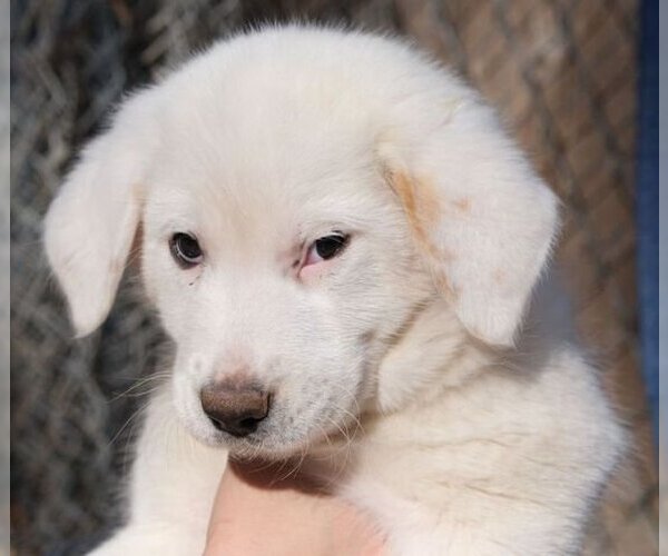 Medium Photo #2 Great Pyrenees Puppy For Sale in Spring, TX, USA