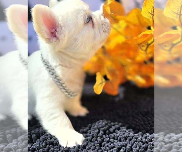 Medium Photo #5 French Bulldog Puppy For Sale in BOSTON, KY, USA
