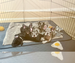 French Bulldog Puppy for sale in LAS VEGAS, NV, USA