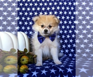 Pomeranian Puppy for sale in CHRISTIANA, PA, USA