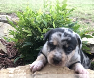 Chihuahua-Miniature American Shepherd Mix Puppy for sale in WACO, TX, USA