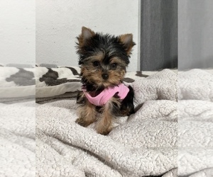 Medium Yorkshire Terrier