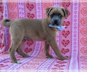 Pom-A-Pug Puppy for sale in LANCASTER, PA, USA