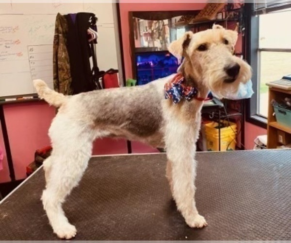 Medium Photo #3 Wire Fox Terrier Puppy For Sale in DUNNING, NE, USA