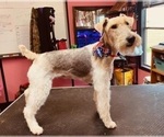 Small #2 Wire Fox Terrier