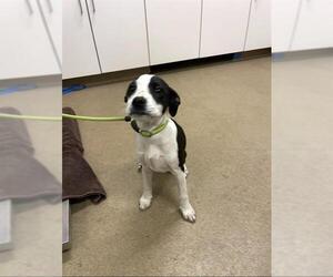 Border Collie Dogs for adoption in Santa Maria, CA, USA
