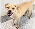 Small #1 Mutt