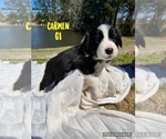Small Photo #2 Border Collie Puppy For Sale in WEST MONROE, LA, USA