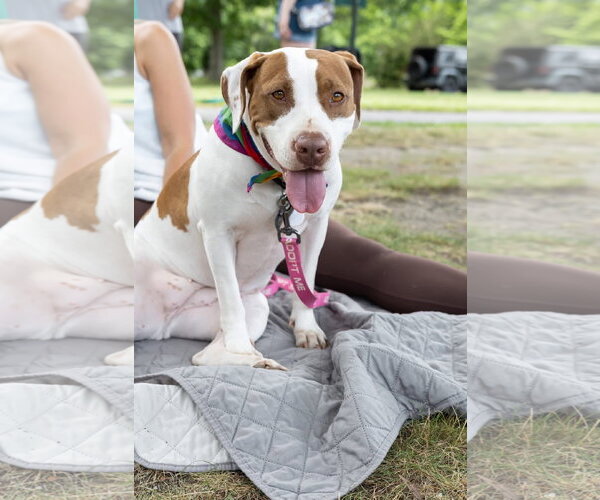 Medium Photo #2 Mutt Puppy For Sale in Oakhurst, NJ, USA
