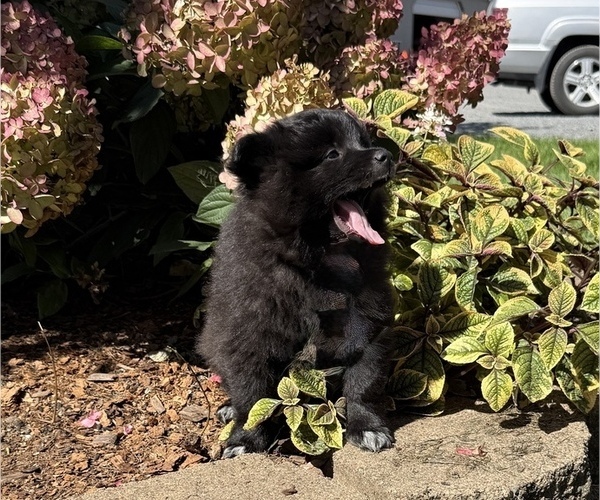 Medium Photo #4 Pomeranian Puppy For Sale in CURTISS, WI, USA